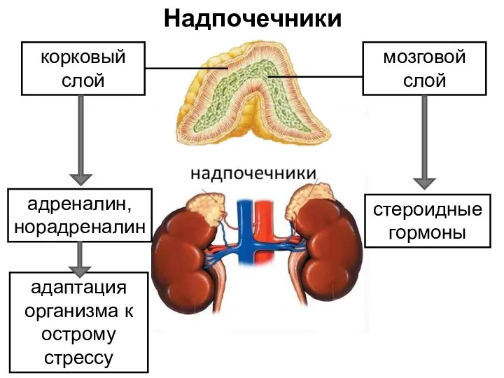 Надпочечники корковый слой мозговой слой адреналин, норадреналин стероидные гормоны адаптация организма к острому стрессу