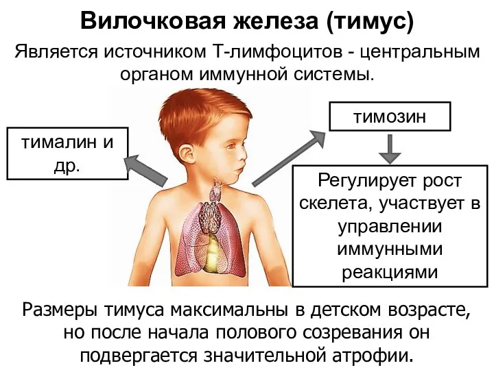 тималин и др. Вилочковая железа (тимус) Является источником Т-лимфоцитов - центральным органом