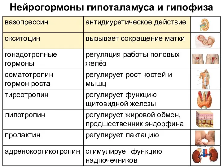 Нейрогормоны гипоталамуса и гипофиза