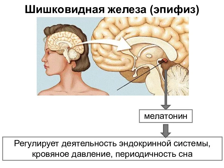 Шишковидная железа (эпифиз) мелатонин Регулирует деятельность эндокринной системы, кровяное давление, периодичность сна