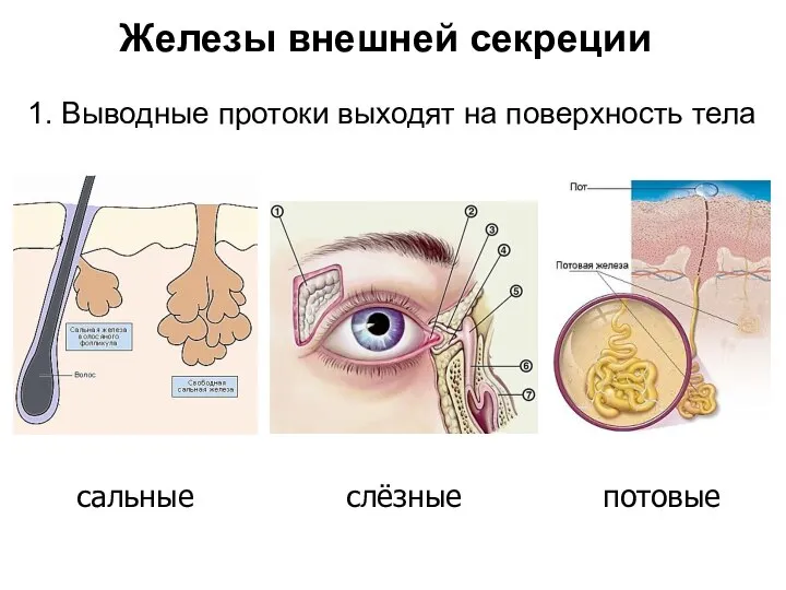 Железы внешней секреции 1. Выводные протоки выходят на поверхность тела сальные слёзные потовые