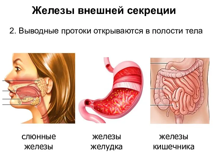 Железы внешней секреции 2. Выводные протоки открываются в полости тела слюнные железы железы желудка железы кишечника