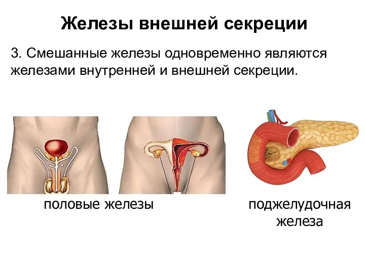 половые железы поджелудочная железа Железы внешней секреции 3. Смешанные железы одновременно являются