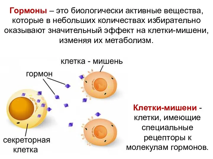 Гормоны – это биологически активные вещества, которые в небольших количествах избирательно оказывают