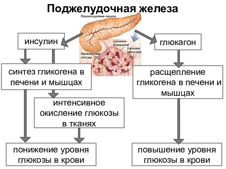 расщепление гликогена в печени и мышцах интенсивное окисление глюкозы в тканях глюкагон