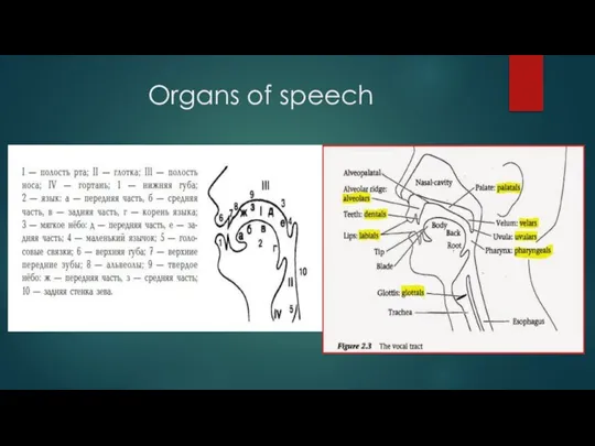 Organs of speech