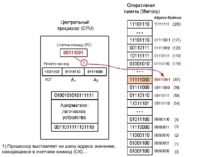 1) Процессор выставляет на шину адреса значение, находящееся в счетчике команд (СК)…