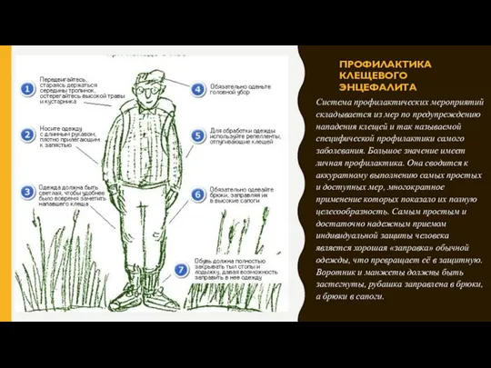 ПРОФИЛАКТИКА КЛЕЩЕВОГО ЭНЦЕФАЛИТА Система профилактических мероприятий складывается из мер по предупреждению нападения