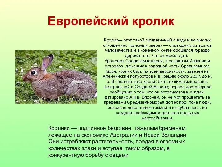 Европейский кролик Кролик— этот такой симпатичный с виду и во многих отношениях