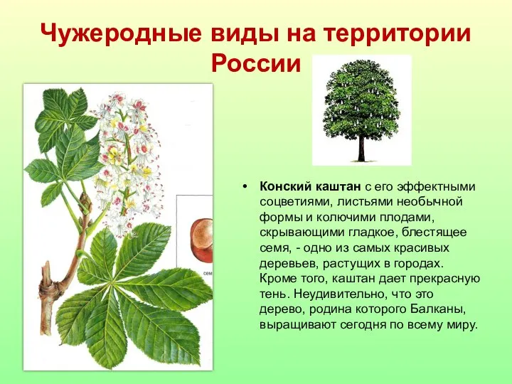 Чужеродные виды на территории России Конский каштан с его эффектными соцветиями, листьями