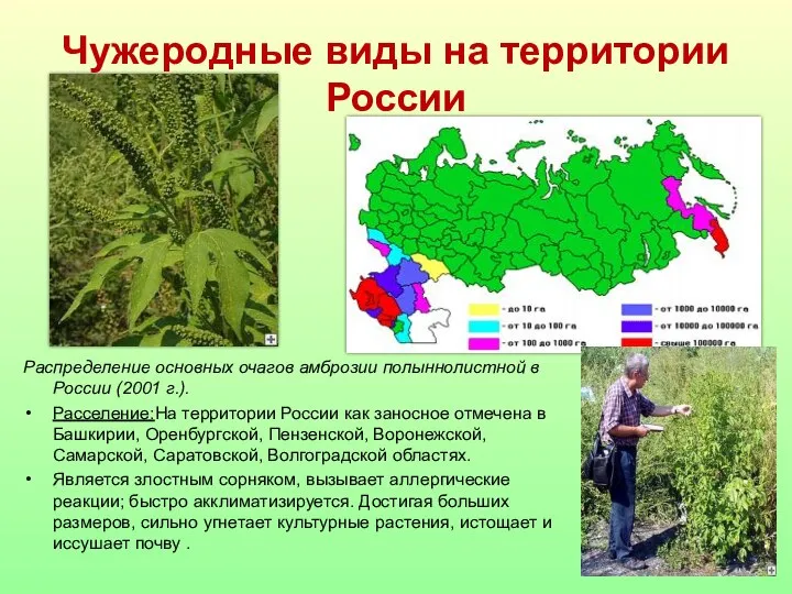 Чужеродные виды на территории России Распределение основных очагов амброзии полыннолистной в России
