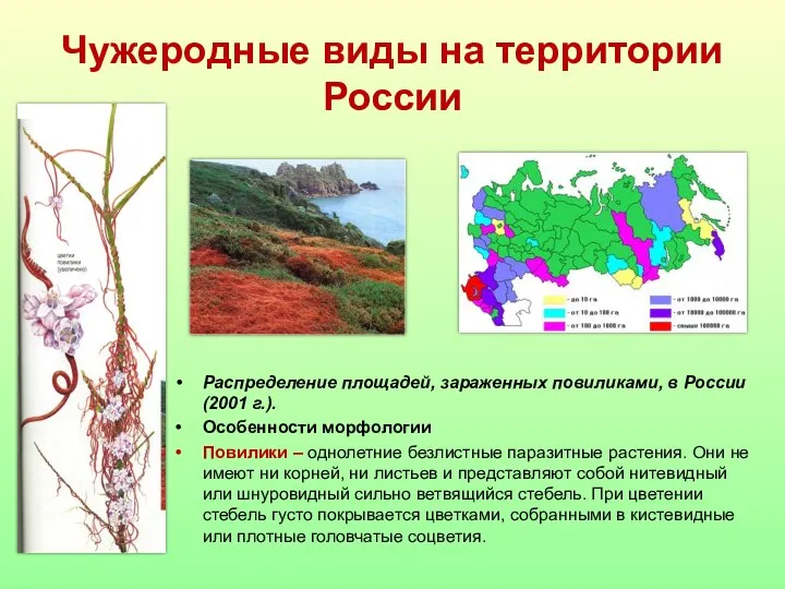 Чужеродные виды на территории России Распределение площадей, зараженных повиликами, в России (2001