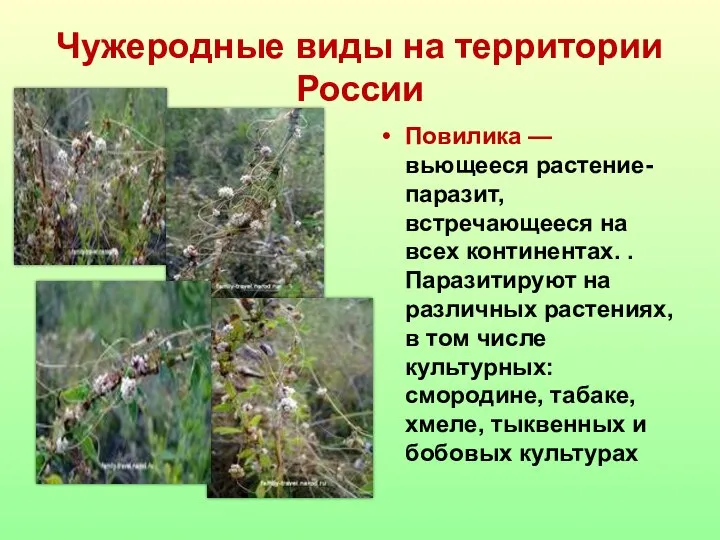 Чужеродные виды на территории России Повилика — вьющееся растение-паразит, встречающееся на всех