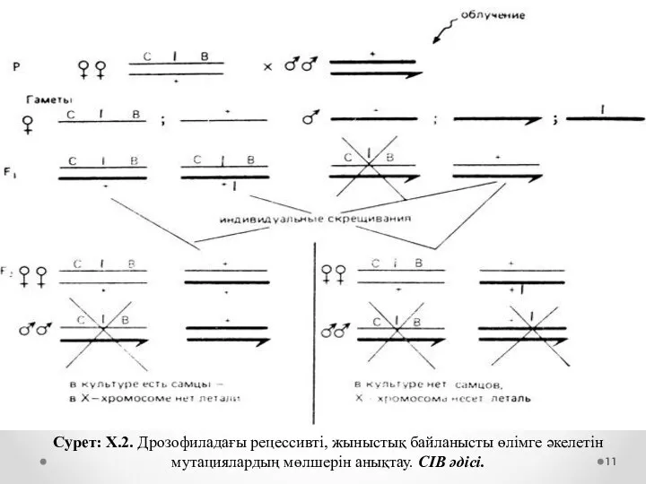 Сурет: Х.2. Дрозофиладағы рецессивті, жыныстық байланысты өлімге әкелетін мутациялардың мөлшерін анықтау. CIB әдісі.