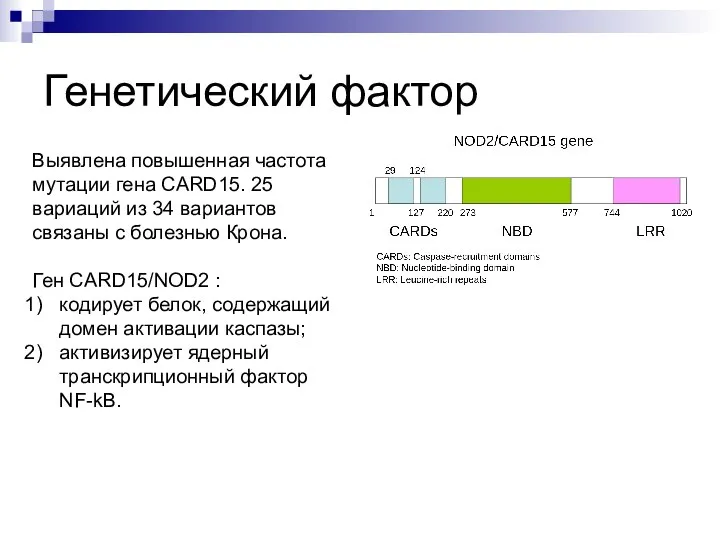Генетический фактор Выявлена повышенная частота мутации гена CARD15. 25 вариаций из 34