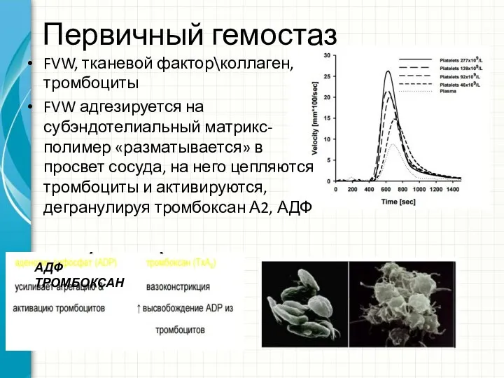 Первичный гемостаз FVW, тканевой фактор\коллаген, тромбоциты FVW адгезируется на субэндотелиальный матрикс-полимер «разматывается»