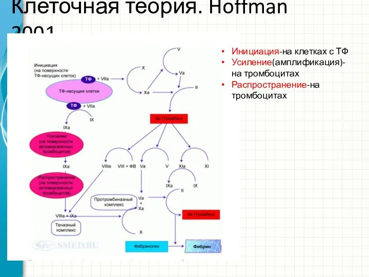 Клеточная теория. Hoffman 2001. Инициация-на клетках с ТФ Усиление(амплификация)- на тромбоцитах Распространение-на тромбоцитах