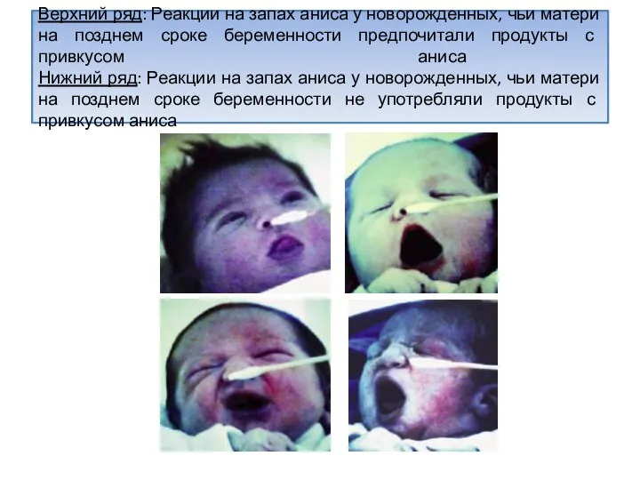 Верхний ряд: Реакции на запах аниса у новорожденных, чьи матери на позднем
