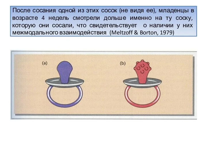 После сосания одной из этих сосок (не видя ее), младенцы в возрасте