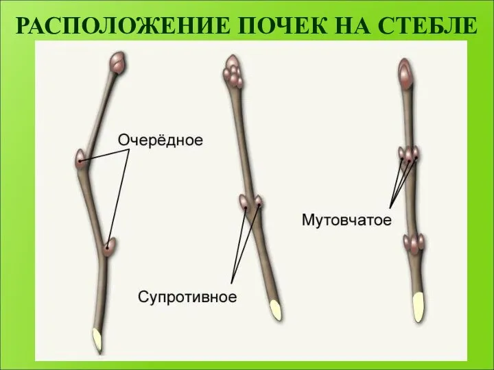 РАСПОЛОЖЕНИЕ ПОЧЕК НА СТЕБЛЕ