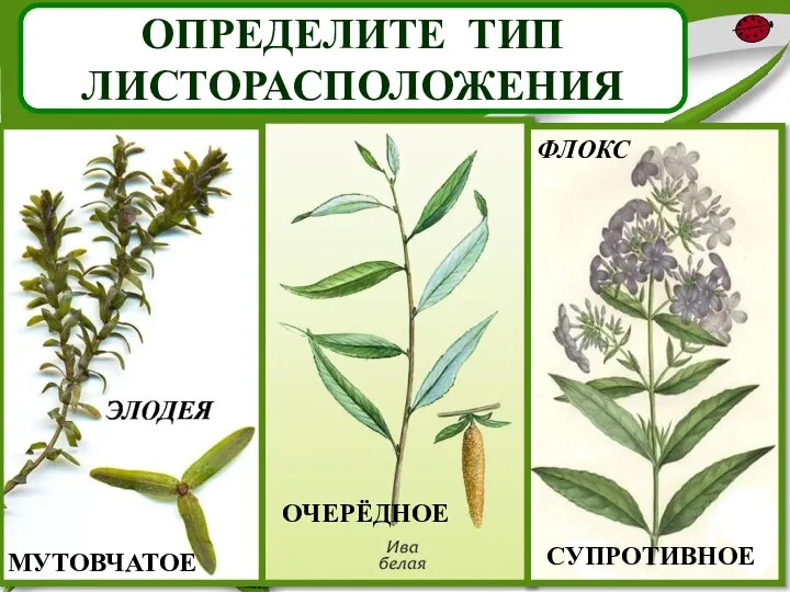 ОПРЕДЕЛИТЕ ТИП ЛИСТОРАСПОЛОЖЕНИЯ МУТОВЧАТОЕ ОЧЕРЁДНОЕ СУПРОТИВНОЕ