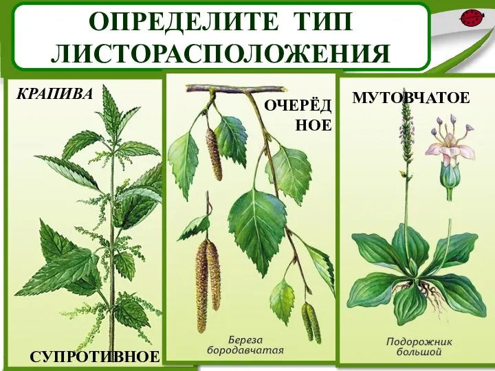 ОПРЕДЕЛИТЕ ТИП ЛИСТОРАСПОЛОЖЕНИЯ СУПРОТИВНОЕ ОЧЕРЁДНОЕ МУТОВЧАТОЕ