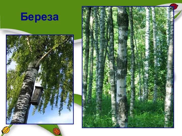 Береза