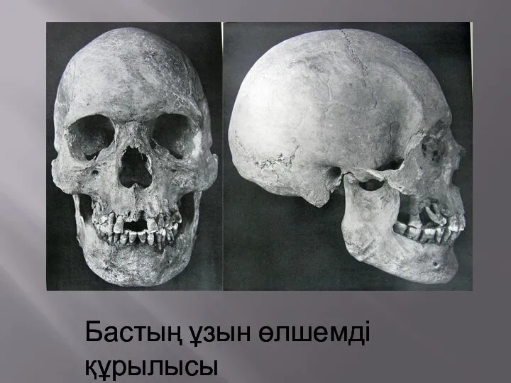 Бастың ұзын өлшемді құрылысы