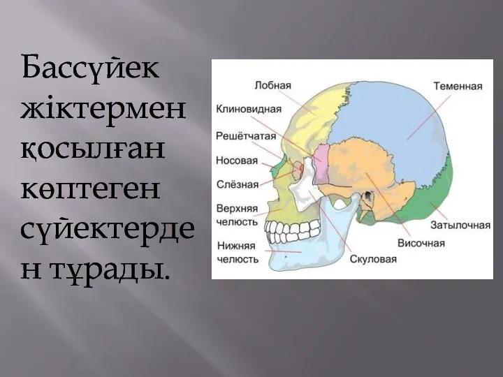 Бассүйек жіктермен қосылған көптеген сүйектерден тұрады.