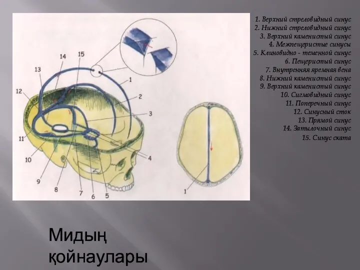 Мидың қойнаулары 1. Верхний стреловидный синус 2. Нижний стреловидный синус 3. Верхний