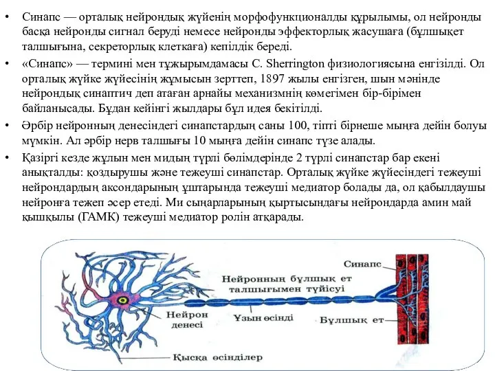 Синапс — орталық нейрондық жүйенің морфофункционалды құрылымы, ол нейронды басқа нейронды сигнал