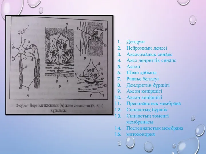 Дендрит Нейронның денесі Аксосомалық синапс Аксо денриттік синапс Аксон Шван қабығы Ранвье