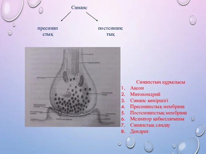 Синапс пресинапстық постсинапстық Синапстың құрылысы Аксон Митохондрий Синапс көпіршігі Пресинапстық мембрана Постсинапстық