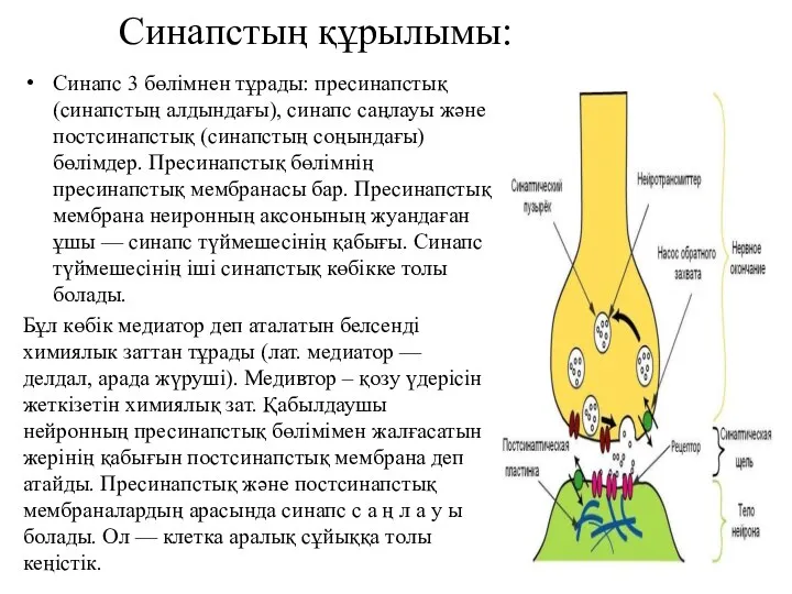 Синапстың құрылымы: Синапс 3 бөлімнен тұрады: пресинапстық (синапстың алдындағы), синапс саңлауы және