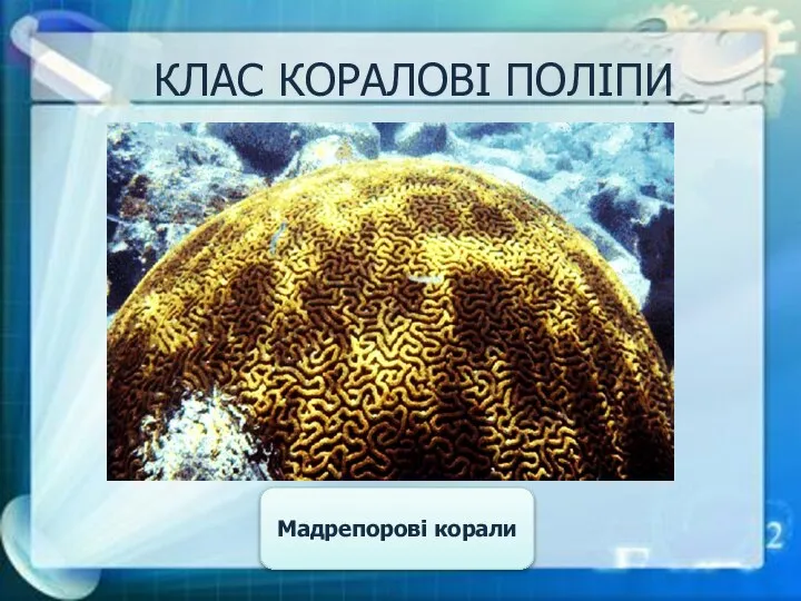 КЛАС КОРАЛОВІ ПОЛІПИ Мадрепорові корали