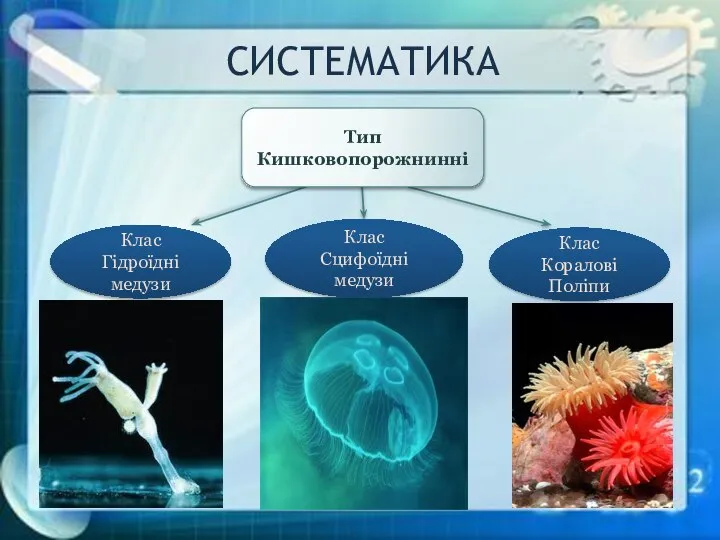СИСТЕМАТИКА Клас Гідроїдні медузи Клас Сцифоїдні медузи Клас Коралові Поліпи Тип Кишковопорожнинні