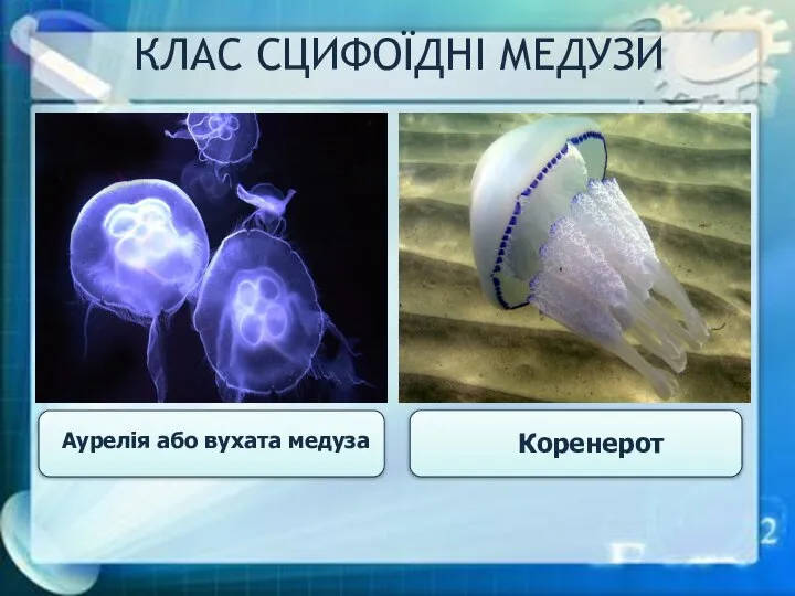Аурелія або вухата медуза Коренерот КЛАС СЦИФОЇДНІ МЕДУЗИ