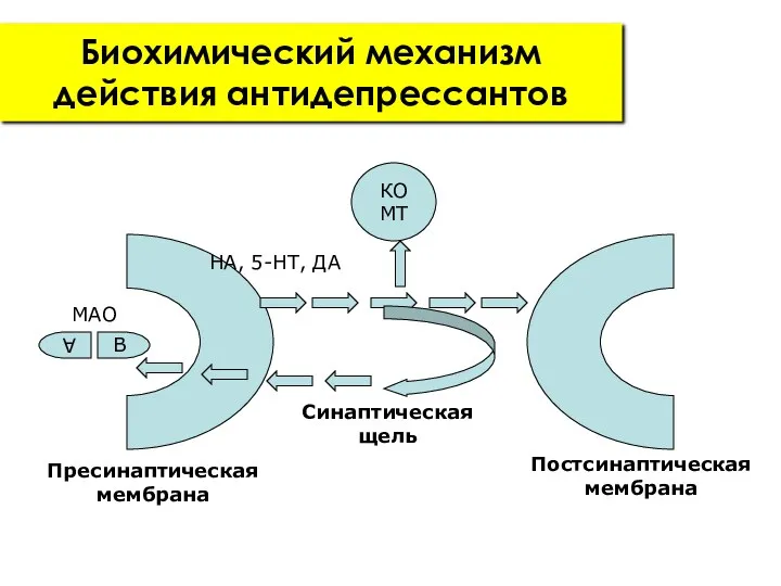 Биохимический механизм действия антидепрессантов Пресинаптическая мембрана Постсинаптическая мембрана Синаптическая щель КОМТ В