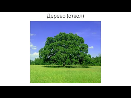 Дерево (ствол)