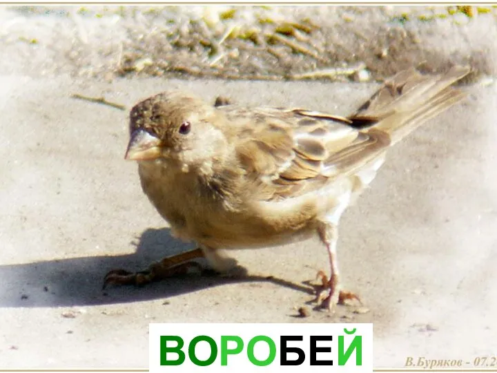 ВОРОБЕЙ