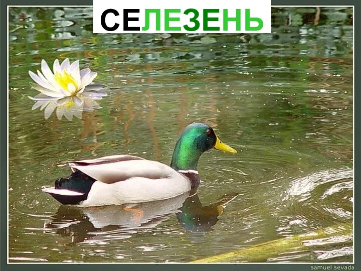 СЕЛЕЗЕНЬ