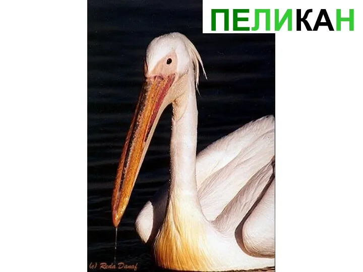 ПЕЛИКАН