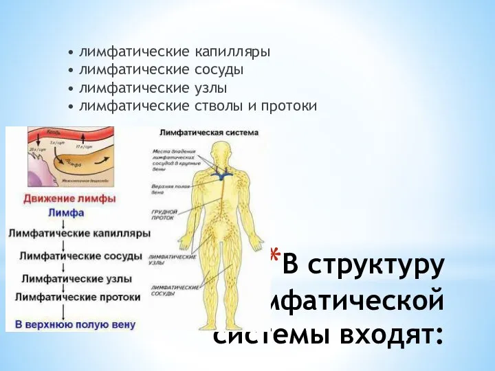 В структуру лимфатической системы входят: • лимфатические капилляры • лимфатические сосуды •