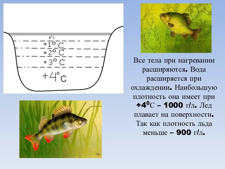 Все тела при нагревании расширяются. Вода расширяется при охлаждении. Наибольшую плотность она