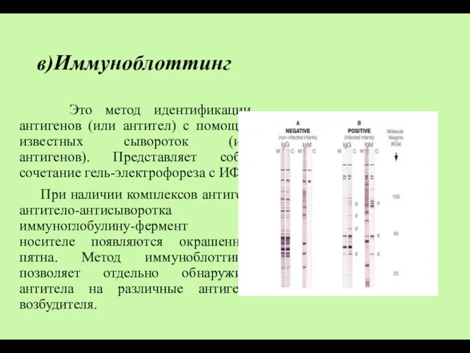 в)Иммуноблоттинг Это метод идентификации антигенов (или антител) с помощью известных сывороток (или