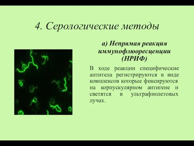 4. Серологические методы а) Непрямая реакция иммунофлюоресценции (НРИФ) В ходе реакции специфические