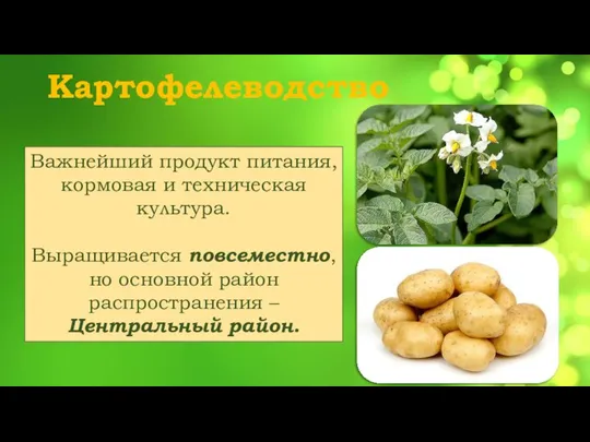 Картофелеводство Важнейший продукт питания, кормовая и техническая культура. Выращивается повсеместно, но основной