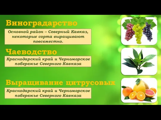 Виноградарство Чаеводство Выращивание цитрусовых Основной район – Северный Кавказ, некоторые сорта выращивают