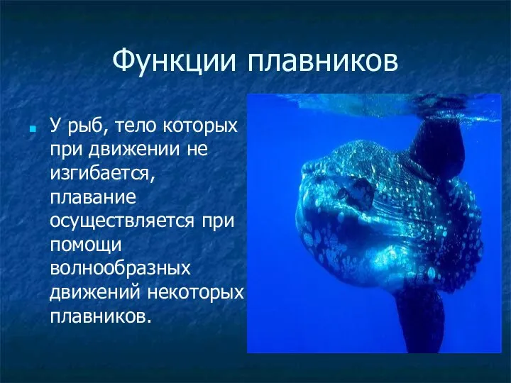 Функции плавников У рыб, тело которых при движении не изгибается, плавание осуществляется