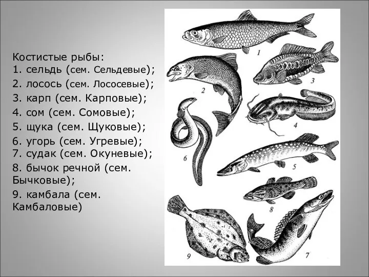 Костистые рыбы: 1. сельдь (сем. Сельдевые); 2. лосось (сем. Лососевые); 3. карп